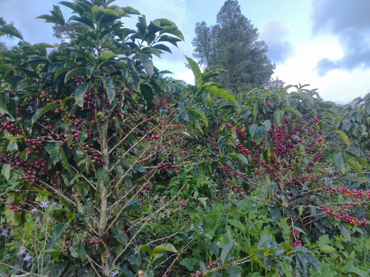 Vicente Benavides- Colombia