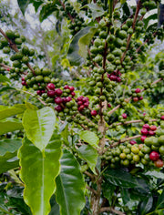 The Story of Coffee- October 25