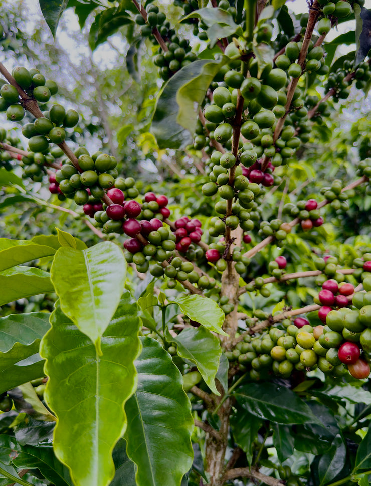 The Story of Coffee- October 25